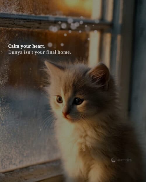 Calm your heart. Dunya isn’t your final home. Calm your heart. Dunya isn’t your final home.