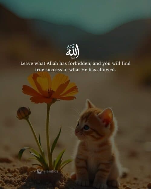 Leave what Allah has forbidden, and you will find true success in what He has allowed. Leave what Allah has forbidden, and you will find true success in what He has allowed.