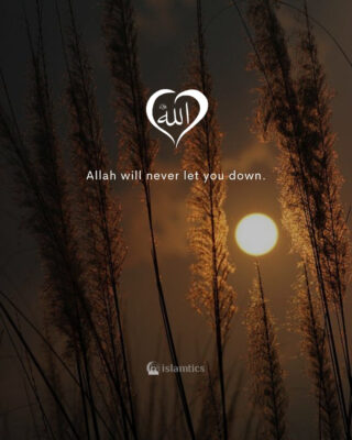 Allah will never let you down.