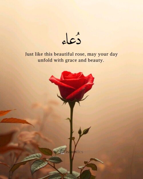 Just like this beautiful rose, may your day unfold with grace and beauty.