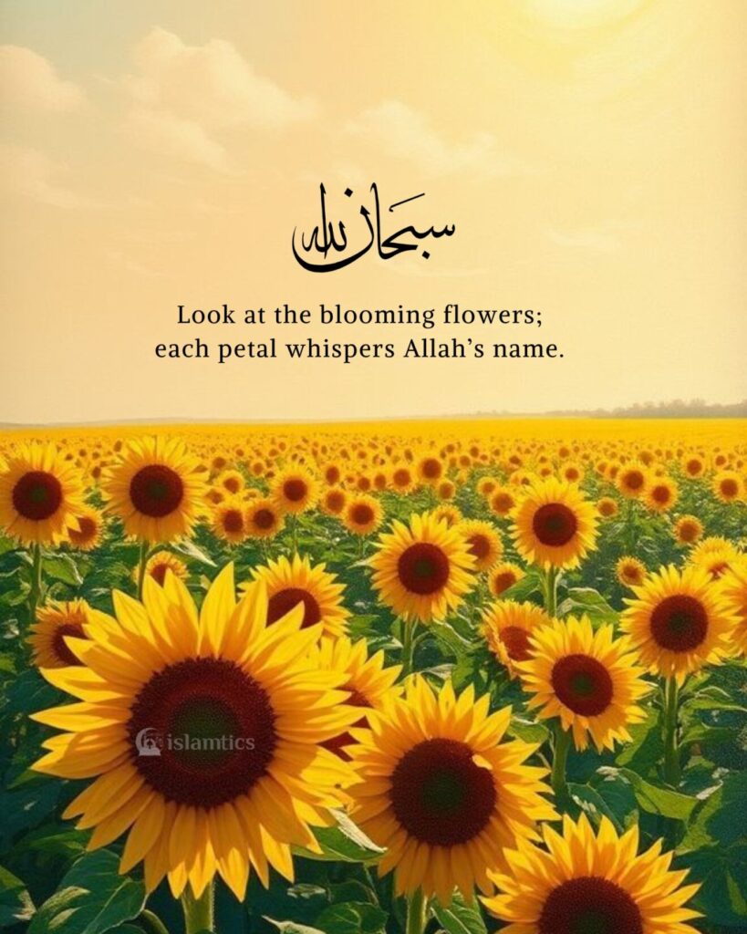 Look at the blooming flowers; each petal whispers Allah’s name.