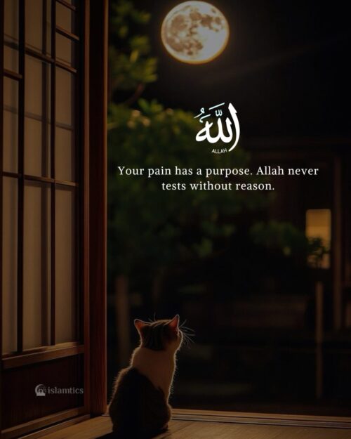 Your pain has a purpose. Allah never tests without reason.