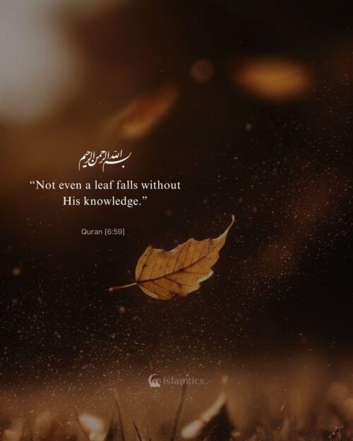 “Not even a leaf falls without His knowledge.”
