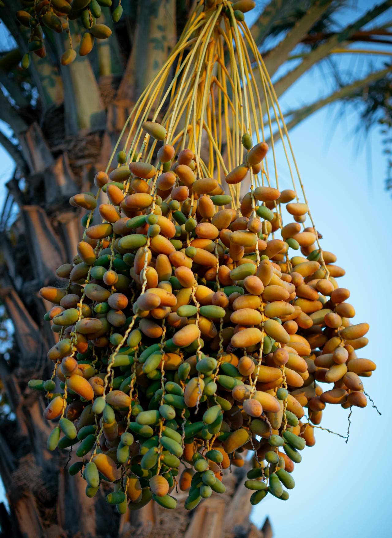 Cluster of ripe dates hanging from a date palm tree against a clear desert sky